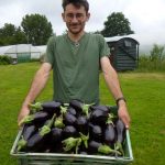 july-2016-aubergines-first-crop