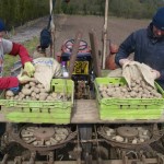 Preparing seed potatoes for planting