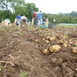 sept-2015-potato-harvest