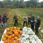 Squash harvest